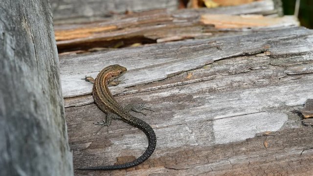 Viviparous lizard / Common lizard (Zootoca vivipara / Lacerta vivipara) juvenile sunning on log