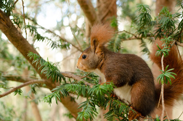 Curious red squirrel on a tree in the park. Photograph taken in the Campo Grande park in Valladolid, Spain.