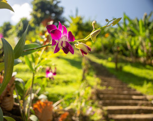 Beautiful seasonal house outdoor decoration. Scenic view with way to the main entrance and staircase of the old style house decorated by colorful potted flowers for spring and summer season.