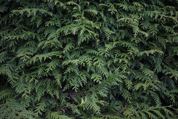 Beautiful green Christmas leaves of thuja trees with soft sunlight and the drops after rain. Sprig...