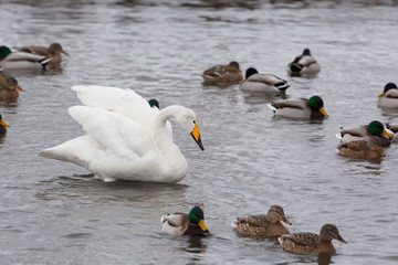 Swan and ducks on an ice-free lake in Altai, Russia