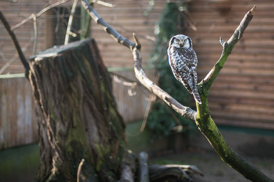 The owl on the brench