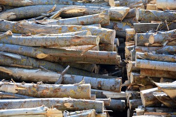 pile of many wooden logs