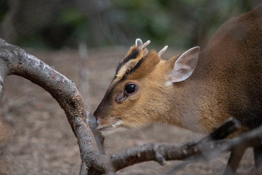 Muntjac macho frotando sus cuernos contra un arbol
