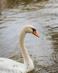 Obraz premium Swan swimming peacefully and quietly in a pond on winter in Spain