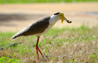 Australia Birds and Animals