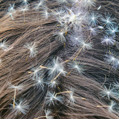 Dandelion seeds in female hair, close up