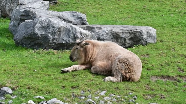 Golden takin (Budorcas taxicolor bedfordi) resting on mountain slope, native to China and Bhutan