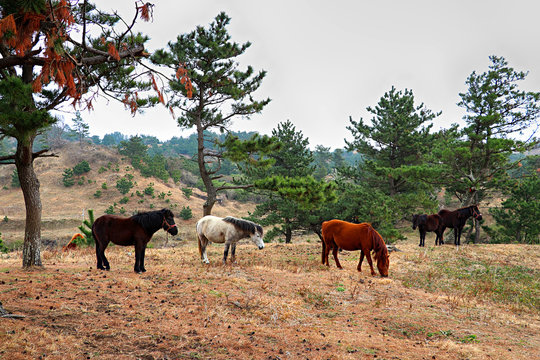 제주도 서귀포 송악산둘레길에서 바라 본 풍경 제주말