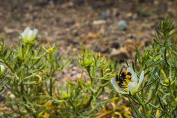 bumblebee collects pollen from a flower, closeup