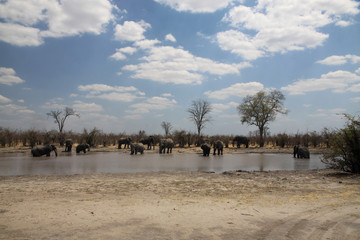 stado słoni przy wodopoju w upałny słoneczny dzień w naturalnym środowisku w afryce © KOLA STUDIO