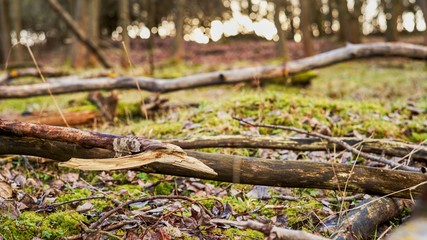 Forest and trees destroyed and broken by storm.