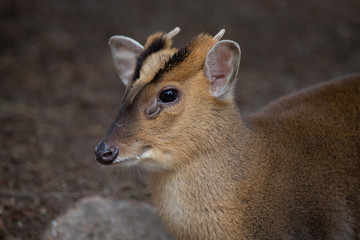 Retrato de un Muntjac de Reeve macho