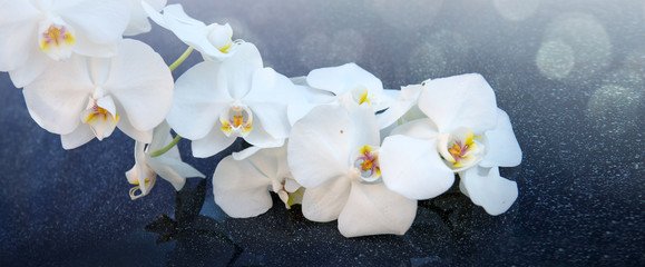 White orchids flowers isolated on gray, Spa background.