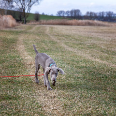 Weimaraner Welpe entdeckt im Spiel seine Welt