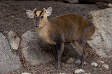 Retrato de un Muntjac de Reeve macho