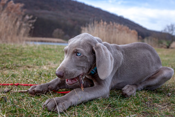 Weimaraner Welpe entdeckt im Spiel seine Welt