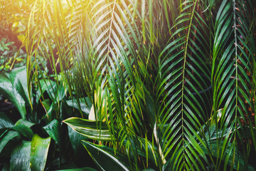 Tropical greenhouse. Exotic green plants in garden. Sun rays on a green palm leaves.