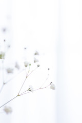 部屋の花瓶に飾ったかすみ草の一輪挿しのアップ