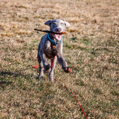 Weimaraner Welpe entdeckt im Spiel seine Welt