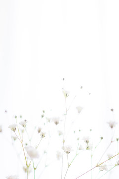 4 381 Best かすみ草 Images Stock Photos Vectors Adobe Stock 4 381 Best かすみ草 Images Stock Photos Vectors Adobe Stock