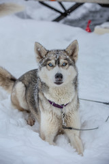 Naklejka premium Portrait of a dog in snow flakes. Lovely blue-eyed husky from the sled dog team
