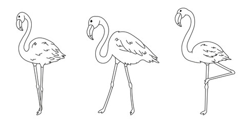 set of cartoon flamingos black lines silhouettes, cute wild tropical bird for kids coloring book, decoration, editable vector illustration