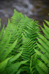 Fototapeta na wymiar Bright green Scandinavian forest fern leafs photo. 