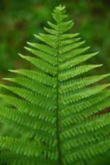 Bright green Scandinavian forest fern leafs photo. 