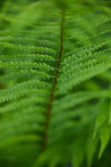 Bright green Scandinavian forest fern leafs photo. 