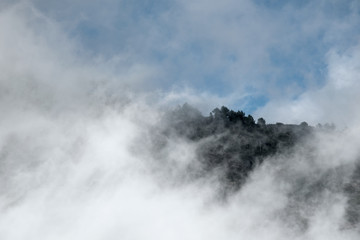 forest and clouds in the sky