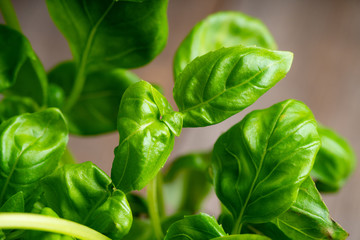 Green basil plant in pot on the wooden background. Selective focus.