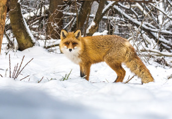 fox