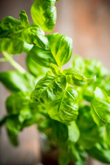 Green basil plant in pot on the wooden background. Selective focus.