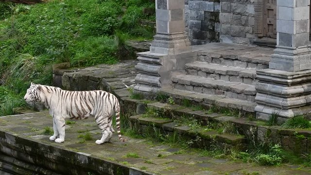 White tiger / bleached tiger (Panthera tigris) walking around Indian temple