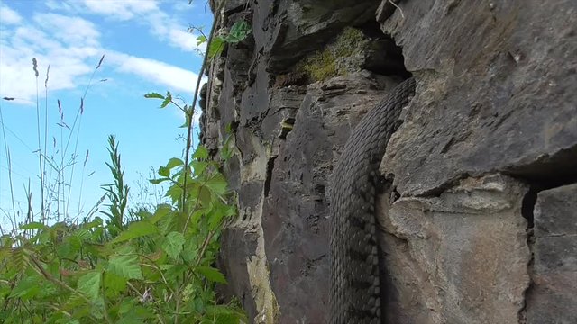 Barrenringelnatter klettert in Weinbergsmauer an der Mosel