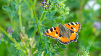 Aglais urticae butterfly orange with black. A common butterfly in Europe, a wild insect with bright beautiful wings. Butterfly feeds on pollen