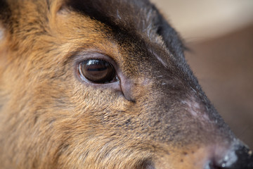 Ojo y pelo d eun muntjac