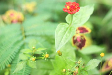 red berries on a branch
