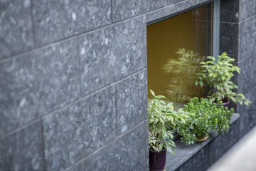 Gray facade with green plants in pots on windowsill