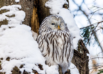 Tailed owl