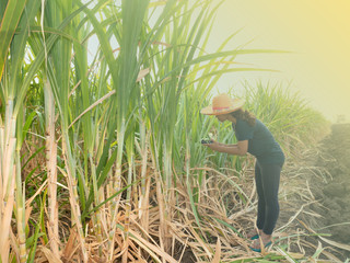 Naklejka na ściany i meble A girl looking at sugarcane plantations , Agricultural products