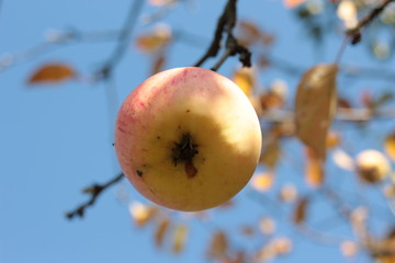 Alone apple