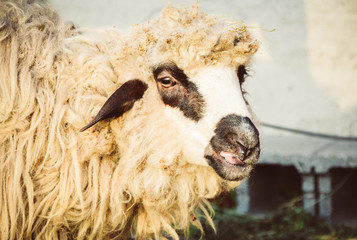 Sheep before shearing