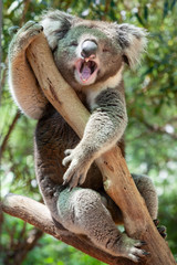 Koala bear yawning while clinging to a tree in Victoria, Australia