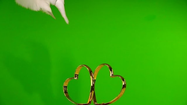 Wedding doves sit on a wedding symbol of golden hearts. green screen.