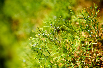 Bright green forest grass with berries.Close-up, natural background