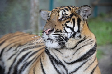 Fototapeta na wymiar Tiger Park in Pattaya, Thailand