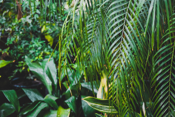 Tropical greenhouse. Palms and tropical plants. Green exotic garden.