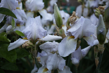 White, summer iris flowers with raindrops on the petals.